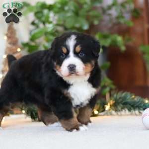 Princess Star, Bernese Mountain Dog Puppy